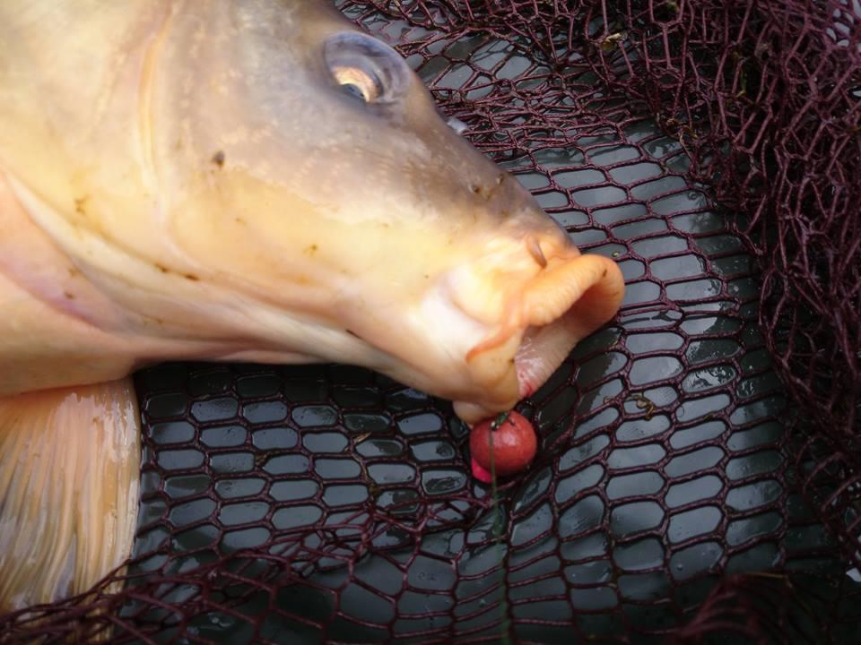 SENZOR PLANET IN SPANIA 2014 - Boilies 1016